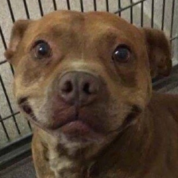 Meet your Posher, Noah - Picture 1 of 1